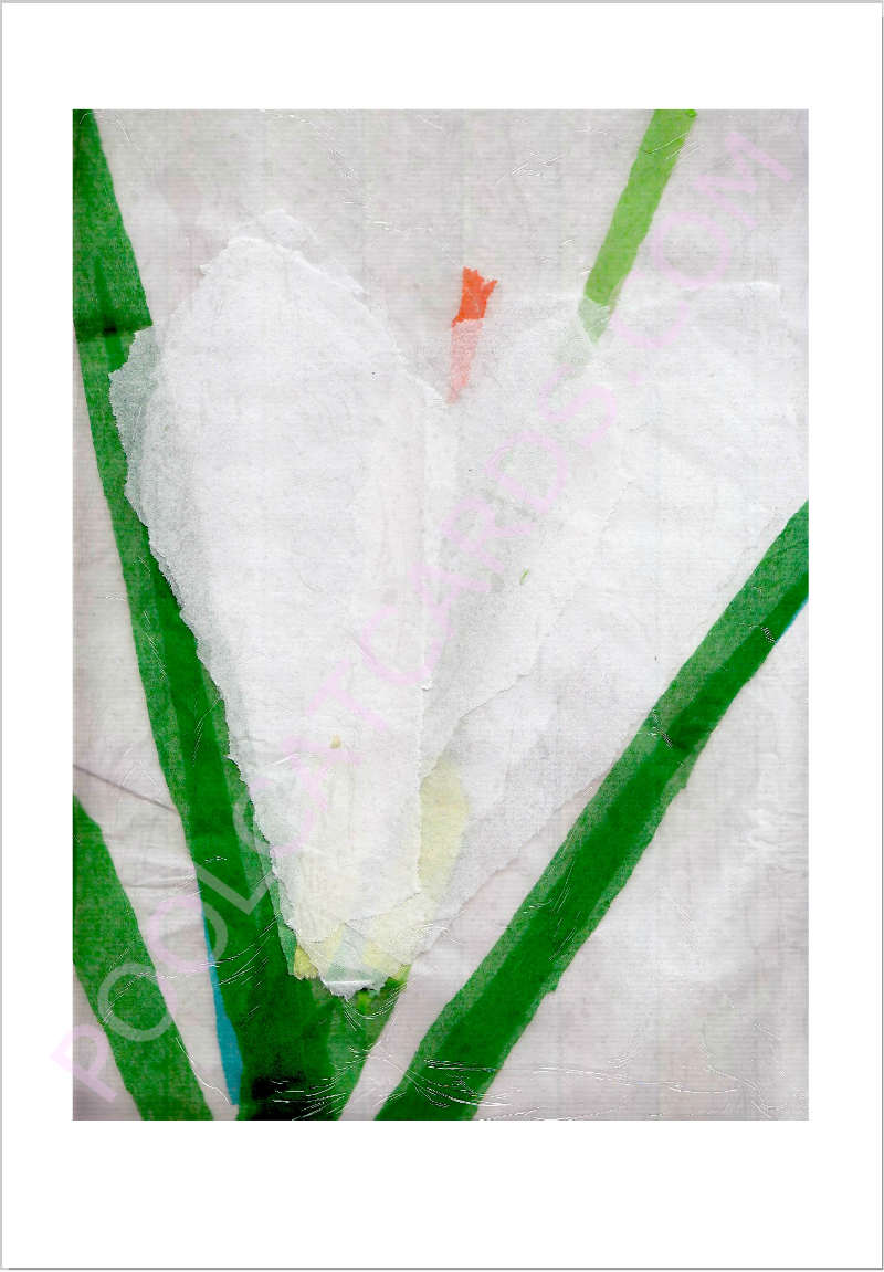 Crocus